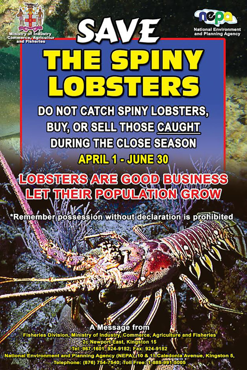 SAVE The Spiny Lobsters