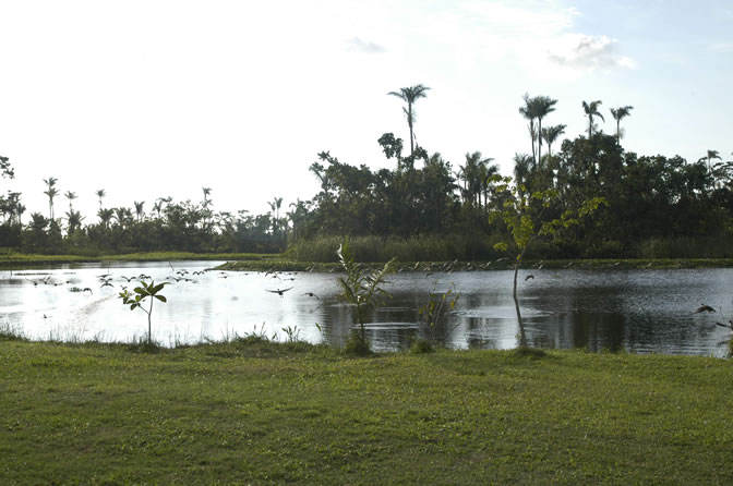 Negril Royal Palm Reserve Eco-Tourim Attraction - Negril Travel Guide, Negril Jamaica WI - http://www.negriltravelguide.com - info@negriltravelguide.com...!