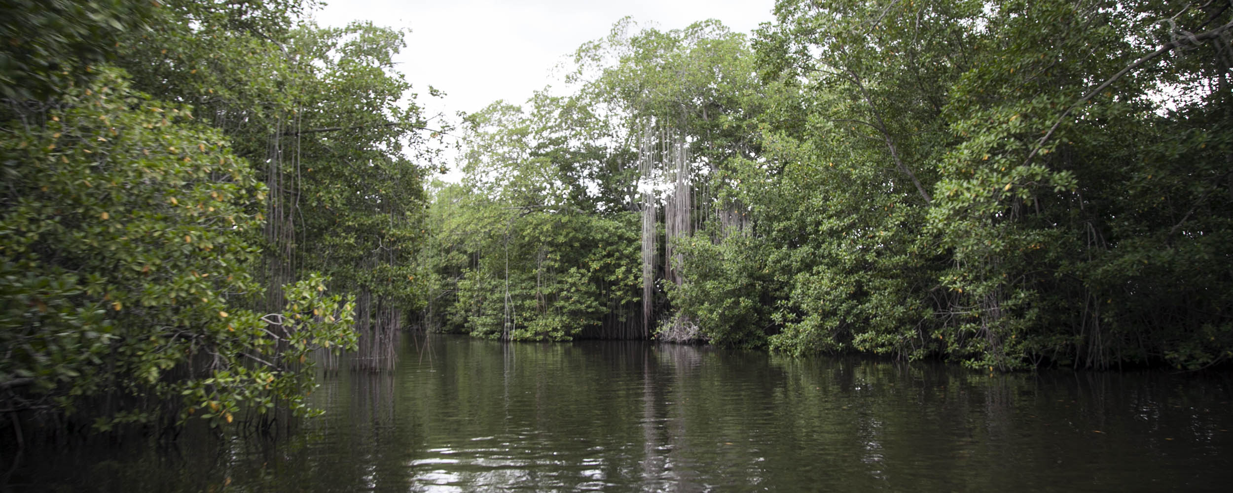 Black River Safari - Jamaica